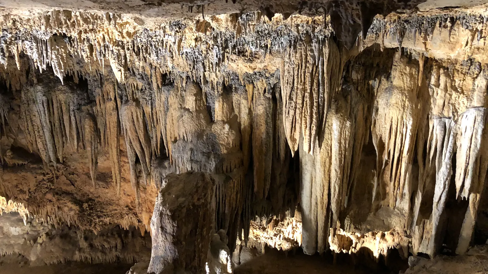 A long wall of densely packed stalactites in Luray Caverns, Virginia